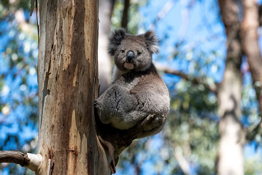 koala, australia, wildlife, australian, marsupial, nature, animals, wild, tree, gumtree