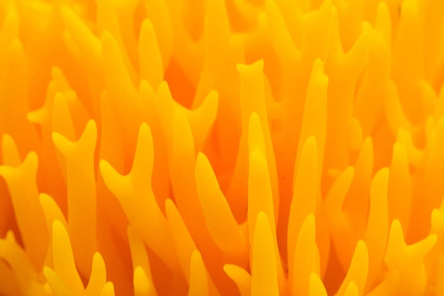 Wild, Mushroom, Close, Macro, tiny, yellow, fire, background, orange Color, backgrounds