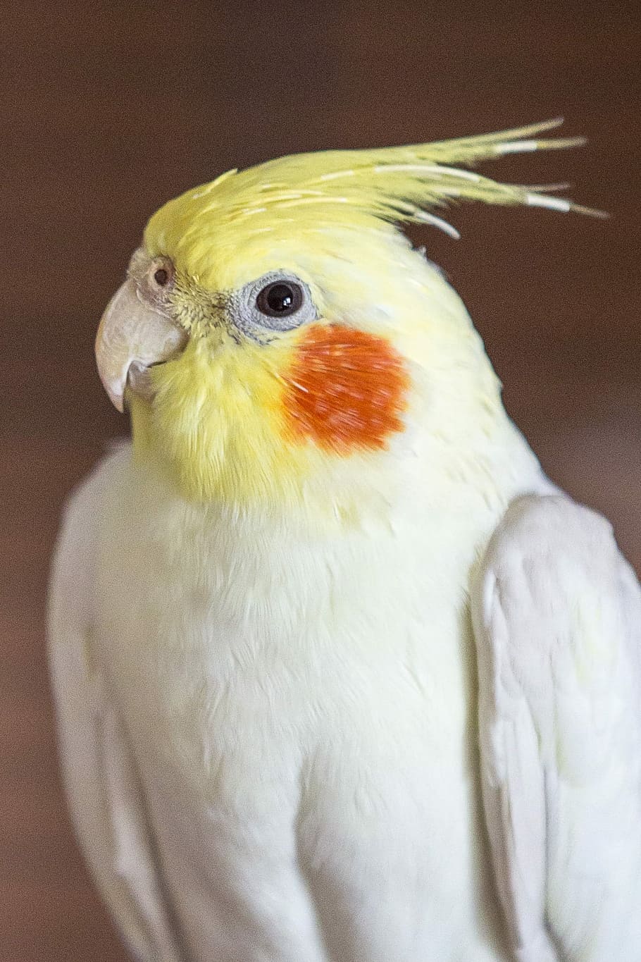 Cockatiel, Parakeet, Bird, Spring, Bonnet, spring bonnet, one animal, parrot, beak, close-up