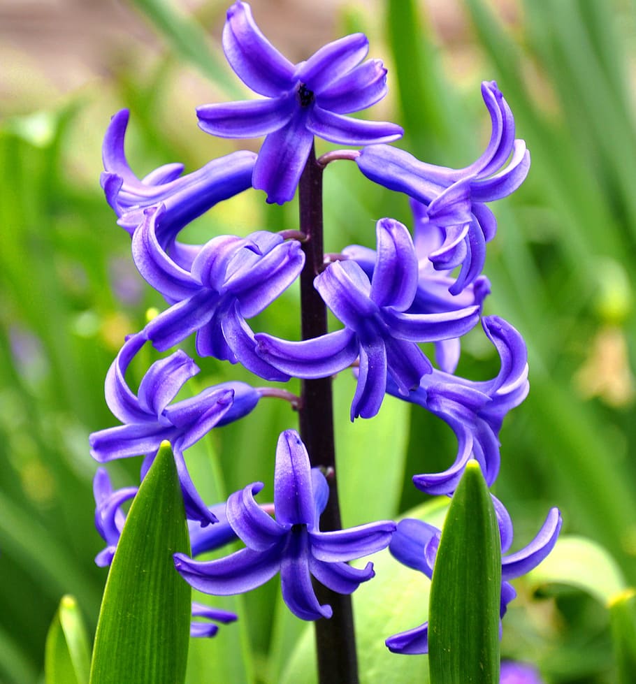 hyacinth, flower, spring, flowering plant, plant, growth, purple, beauty in nature, vulnerability, close-up