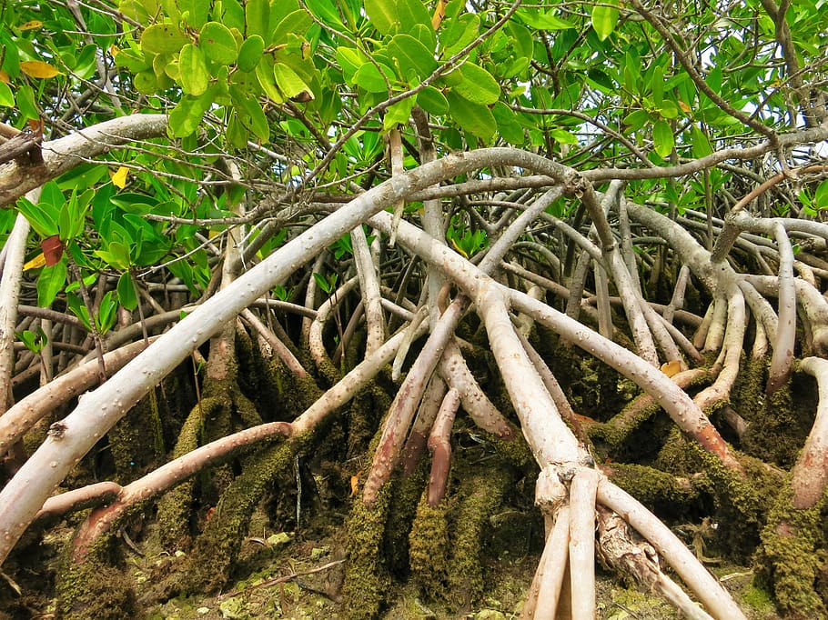 manglares, florida, everglades, planta, árbol, naturaleza, crecimiento, día, tierra, nadie