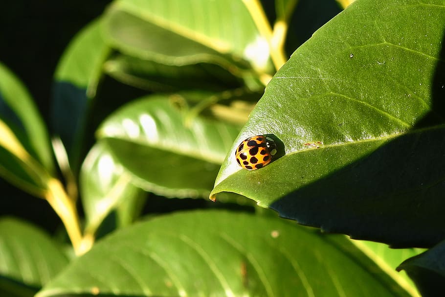 ladybird on green leaf, plant part, leaf, insect, invertebrate, ladybug, green color, one animal, animal, plant