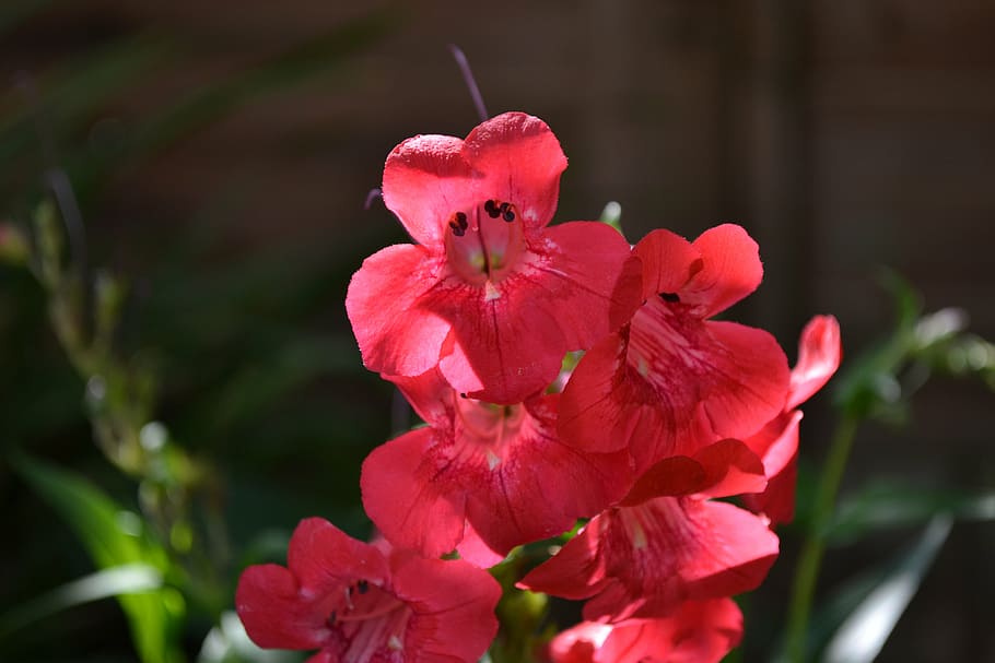 penstemon, red, trumpet, plant, plantain family, garden, close-up, bright, perennial, flowering plant