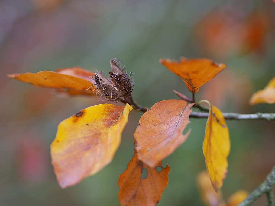 beechnut, beech, nut, scion, seed, fruit pods, shaggy rough, four lobed, autumn leaves, november
