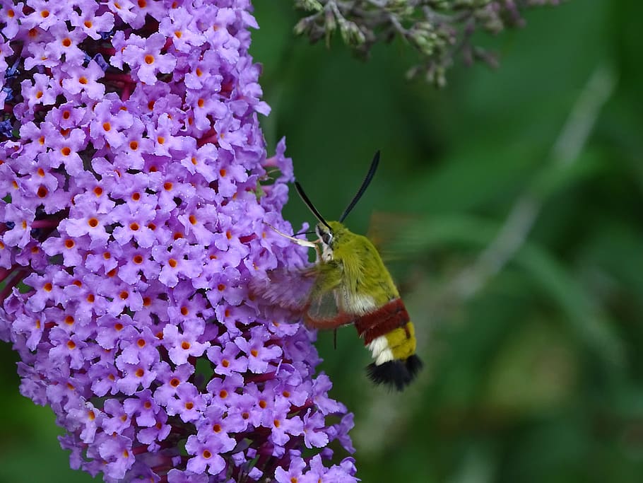 hummel owls, insect, lilac, buddleja davidii, suction nozzles, butterfly, owls, flower, flowering plant, one animal