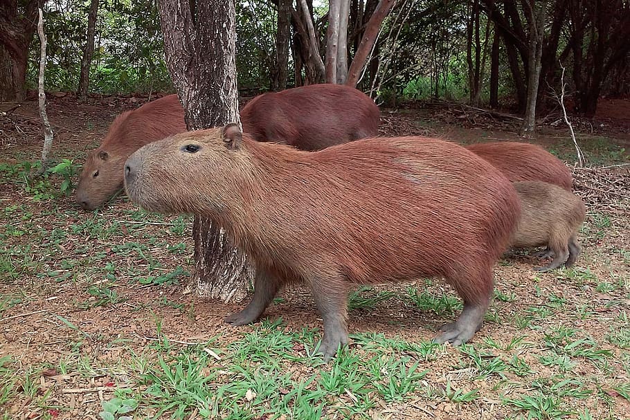 capybara, animal, mammal, rodent, herbivores, animal themes, land, plant, vertebrate, tree