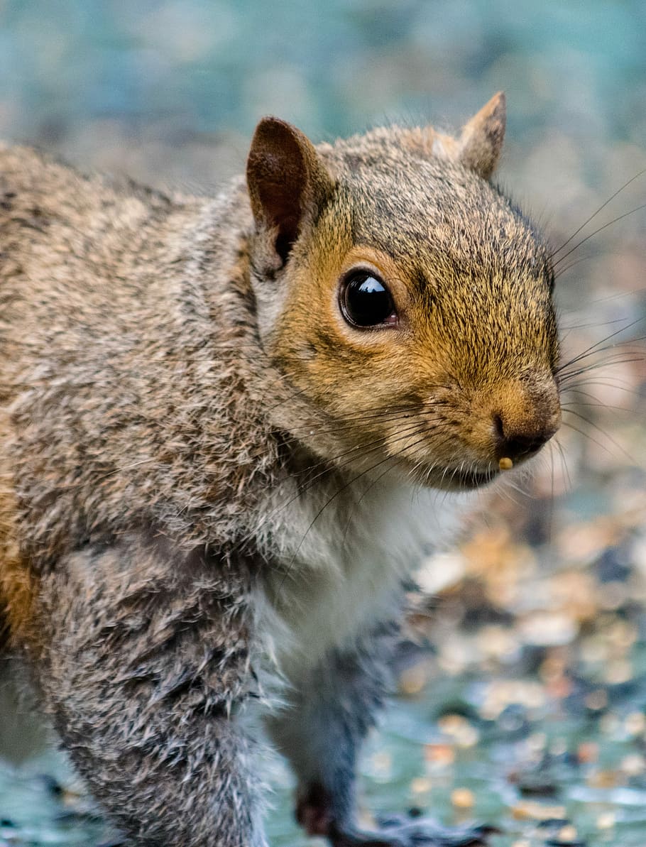 げっ歯類 リス 哺乳類 かわいい ナッツ 毛皮 野生動物 自然 シマリス 綿毛 Pxfuel