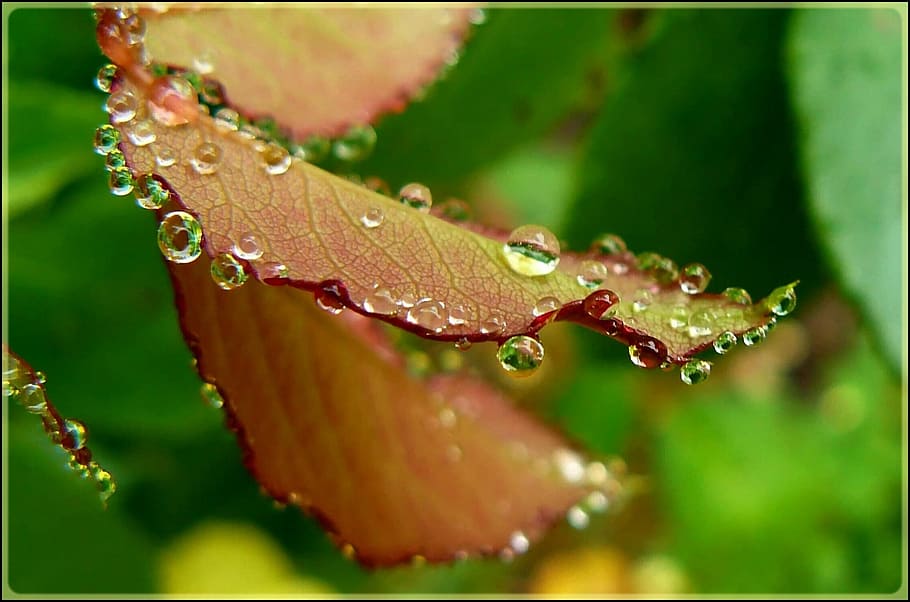 selective, focus photo, water drop, orange, leaf, Drip, Drop, Drop Of Water, Close, drip, green