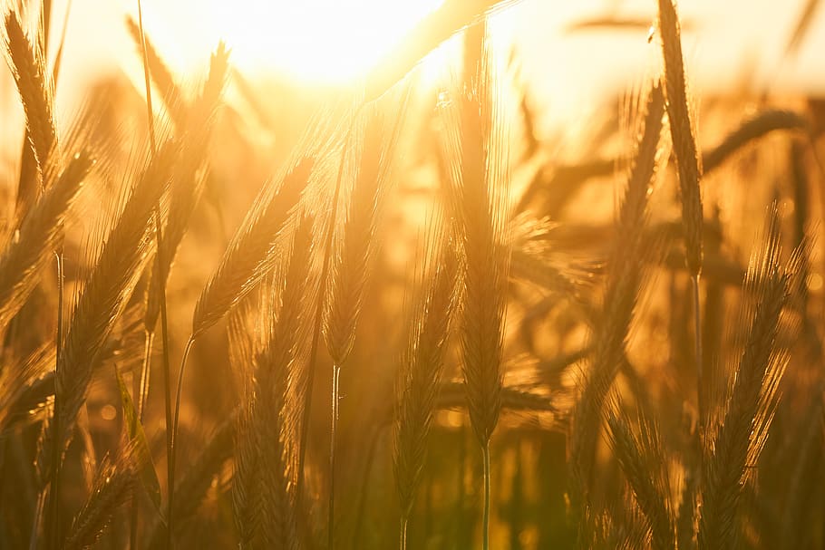 cereals, close up, macro, grain, field, agriculture, eat, food, wheat, harvest