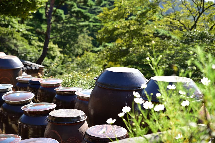 brown, urns, surrounded, plants, korea, republic of korea, incheon, ganghwado, electric light company, chapter reading