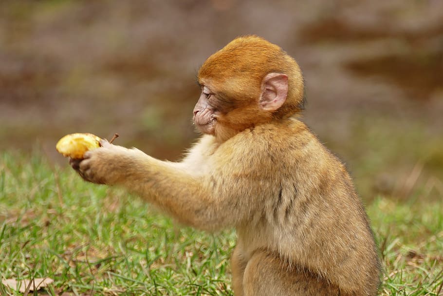 brown, macaque, holding, yellow, fruit, ape, monkey, animal, cute, mammal