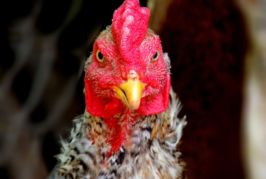 Cock, Chicken, Farm, Farm, Animal, chicken, farm, animal, chicken - bird, livestock, rooster, domestic animals