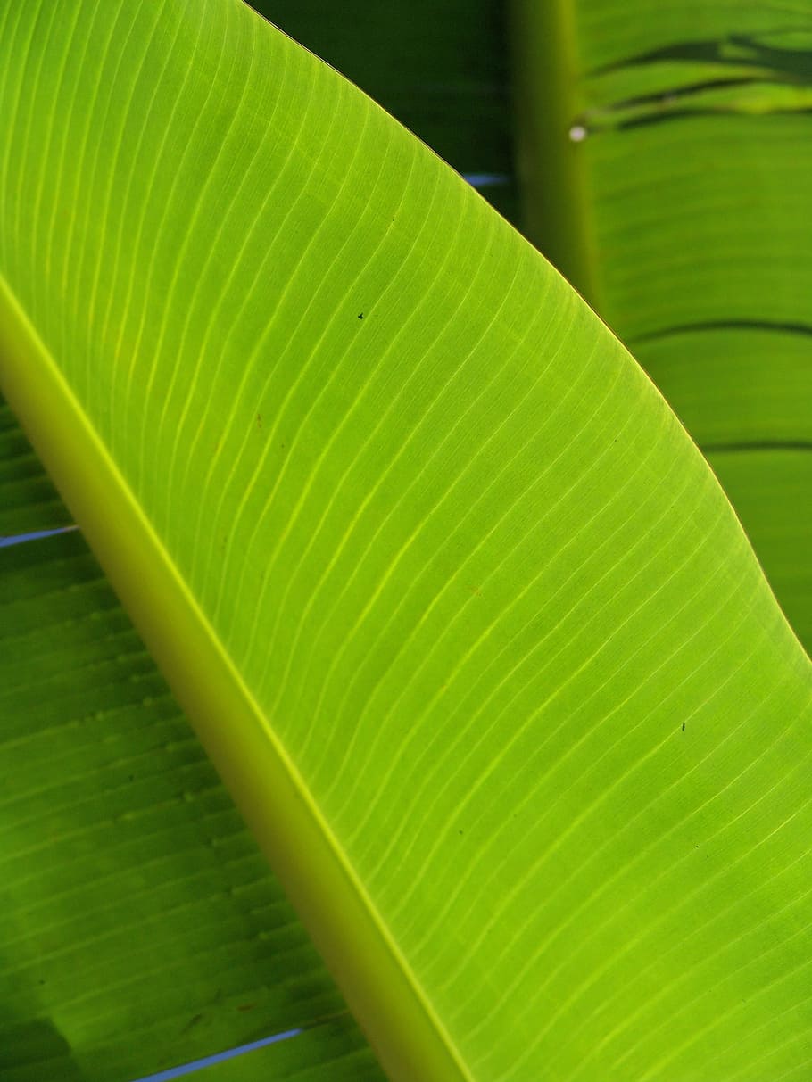 Palma, fronda, hoja, exótica, palmera, hojas de palma, tropical, hoja de palma, color verde, naturaleza