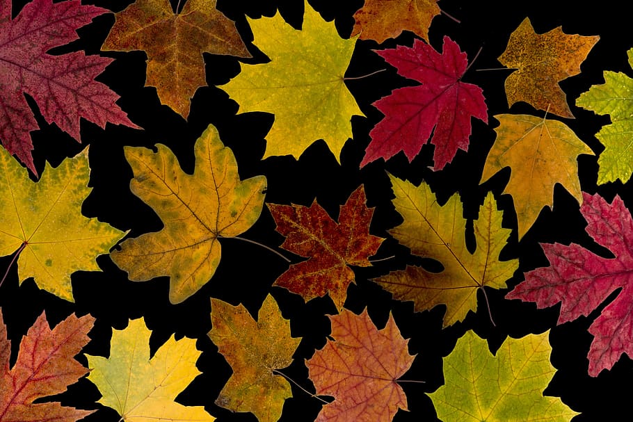 fotografia, bordo de cores sortidas, folhas, folhas verdadeiras, bordo, folha de outono, outono, folhagem, colorido, árido