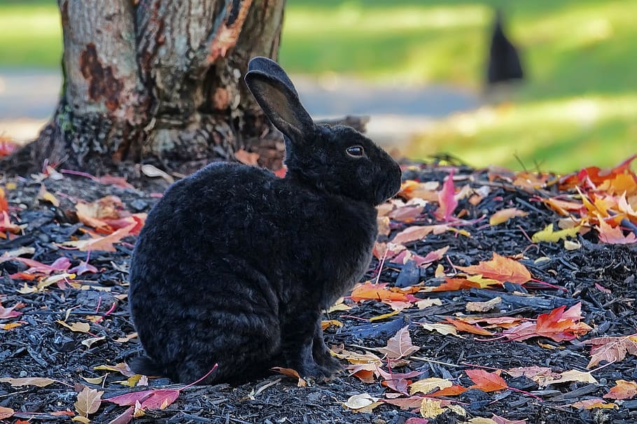 shallow, focus photography, black, rabbit, bunny, hare, wildlife, nature, cute, furry