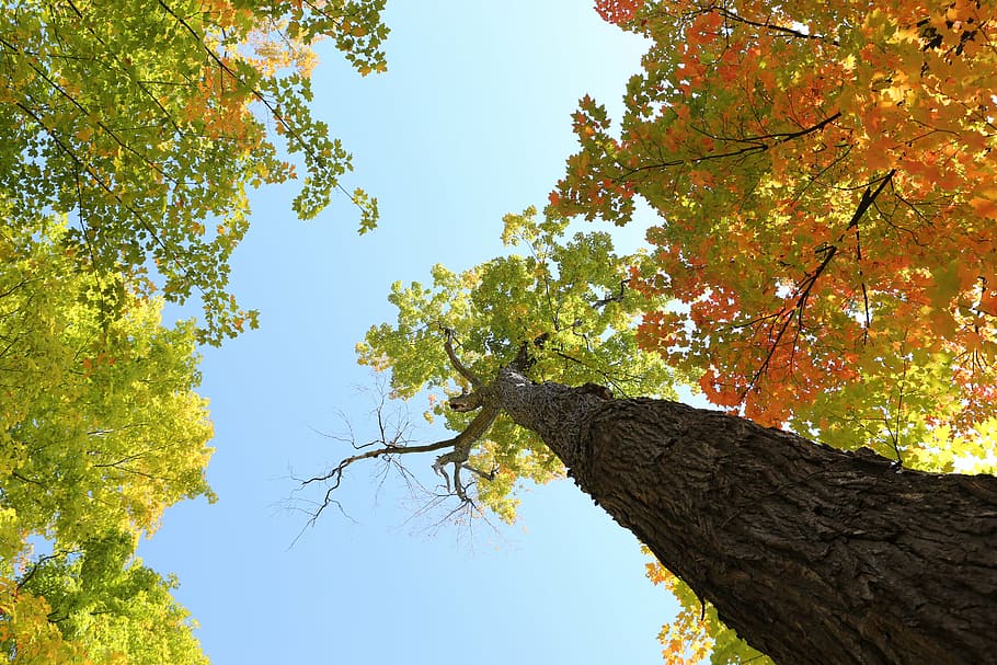 fotografía de ángulo bajo, marrón, verde, árbol, claro, azul, cielo, durante el día, bajo, ángulo