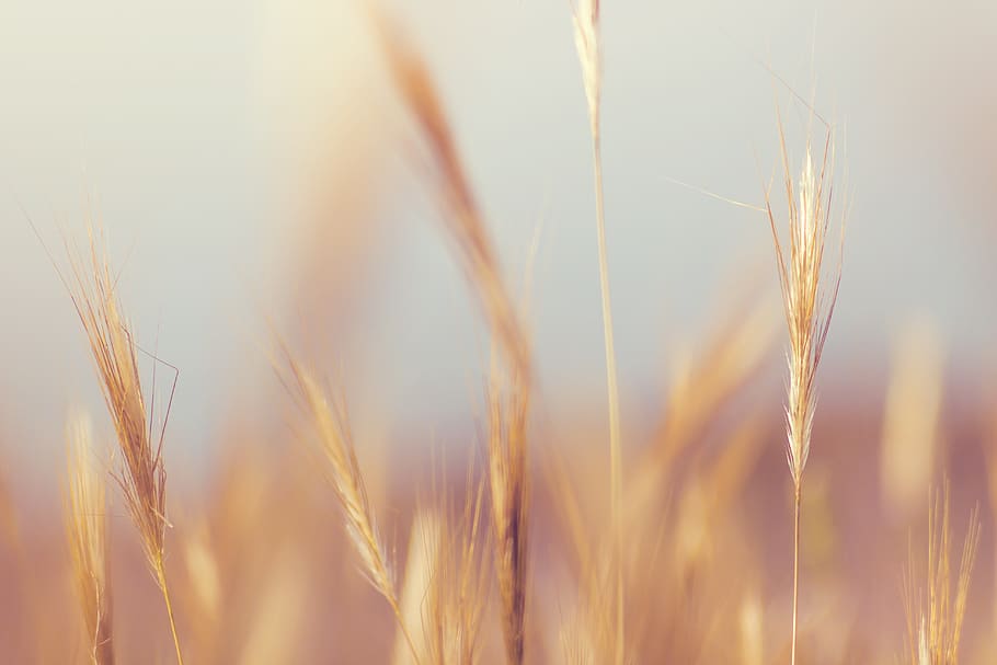 grass, blur, plant, nature, outdoor, crop, cereal plant, agriculture, growth, rural scene