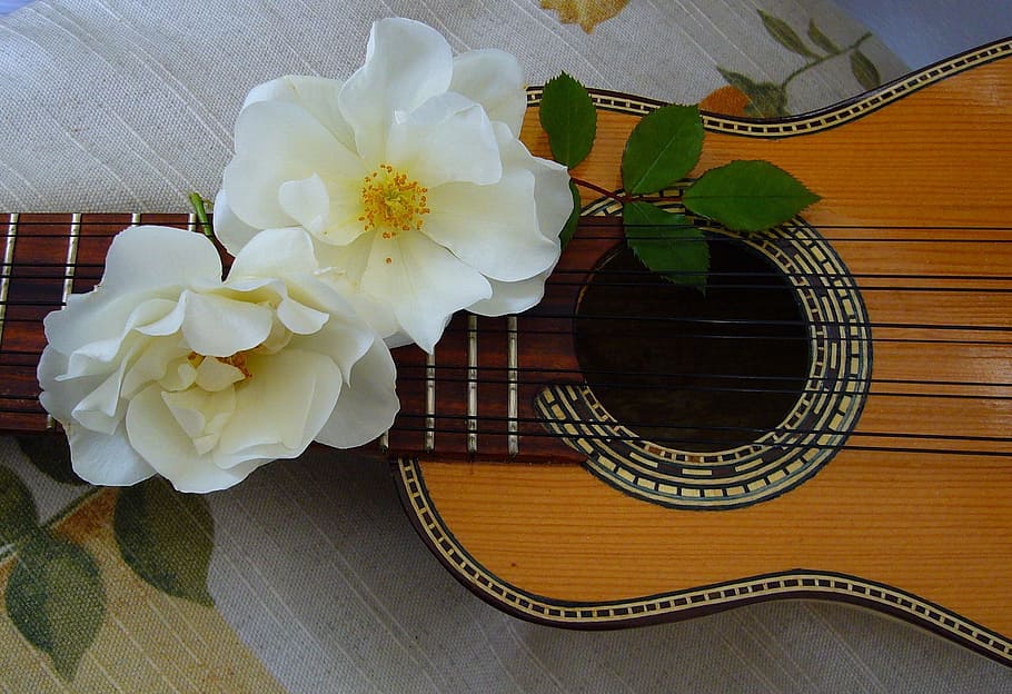 closeup, brown, ukulele, white, petaled flowers, charango, andean, stringed instrument, music, harmony