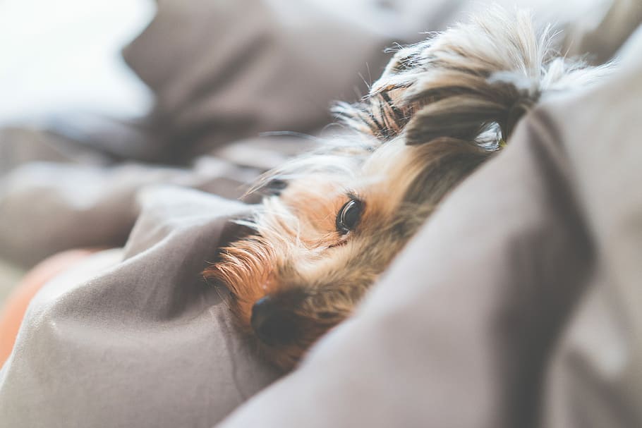 close, yorkshire terrier dog, lying, Close Up, Cute, Calm, Yorkshire Terrier, Dog, Lying in, Bed