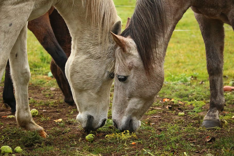 horse, mold, thoroughbred arabian, carrot, carrots, eat, pasture, apple ...