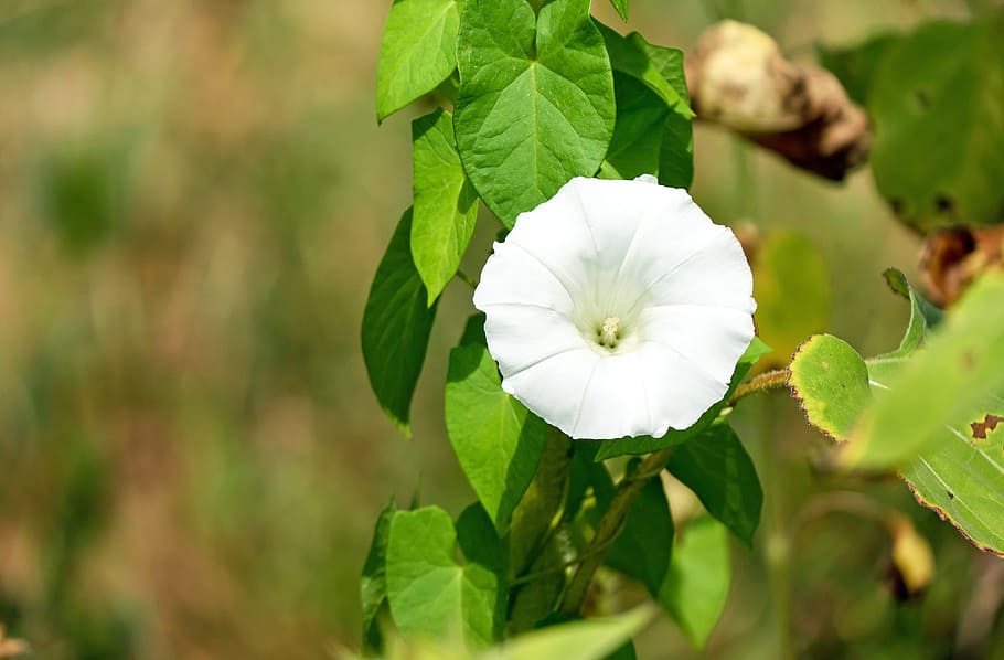 bindweed, weed, flowers, white, trichterförmig, climber, plant, freshness, flower, close-up