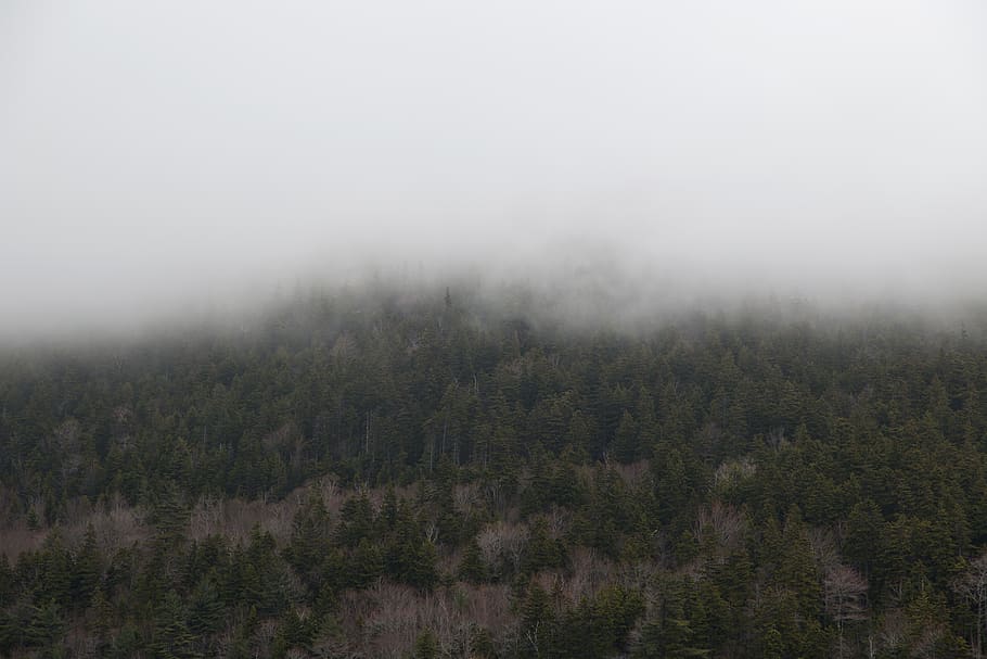 forest, mountain, fog, clouds, weather, climate, environment, nature, outdoors, hiking