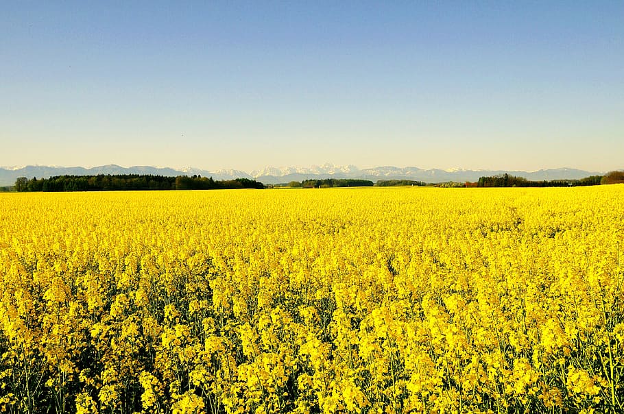 Spring, Rape, Blossom, Nature, rape blossom, blooming rape field, bright, yellow, agriculture, crop