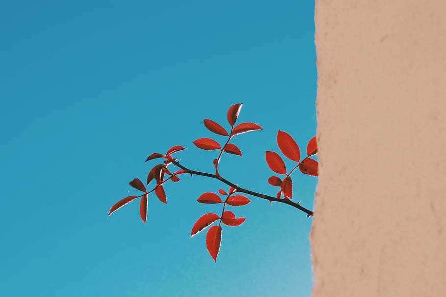 red leafed plant, focus, photography, red, leaves, plant, branch, blue, sky, window