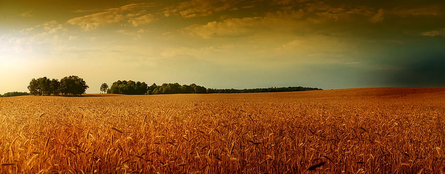 Cereals, grass field at daytime, agriculture, field, land, landscape, crop, sky, rural scene, cereal plant