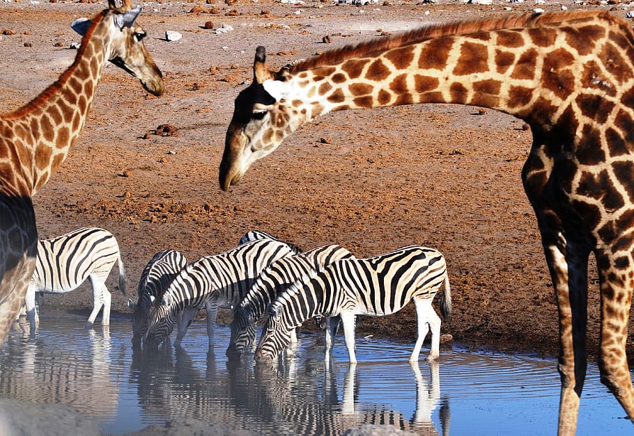 lagoa, natureza, girafa, zebra, safari, animais selvagens, temas animais, grupo de animais, listrado, mamífero