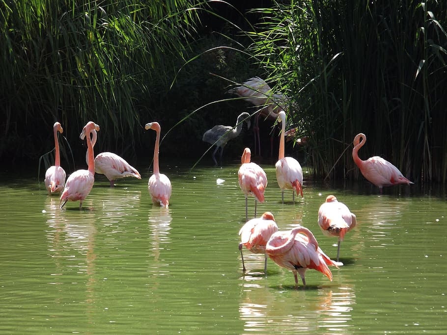 Pink Flamingo, Bath, Sun, Nature, Beauty, bird, flamingo, animals in the wild, animal wildlife, reflection