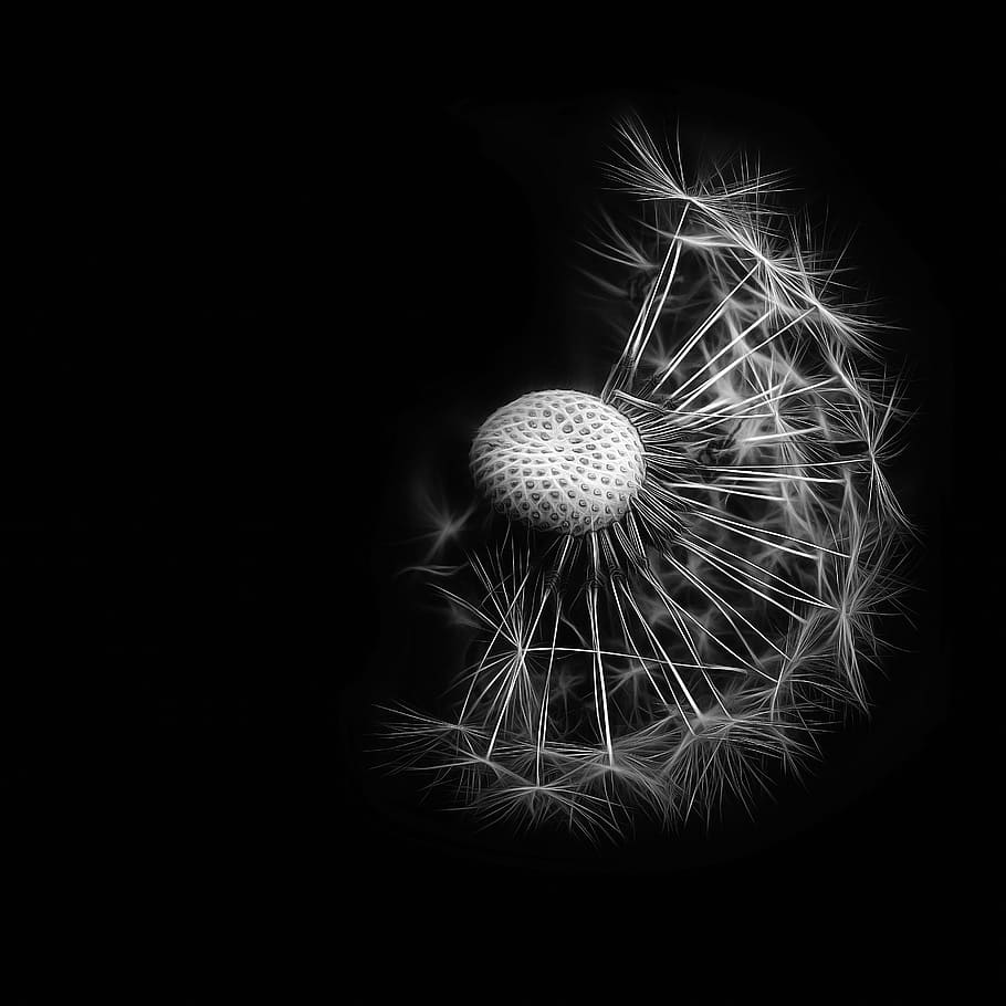 macro, grayscale photography, dandelion flower, dandelion, black and white photography, seeds, black background, close-up, studio shot, plant