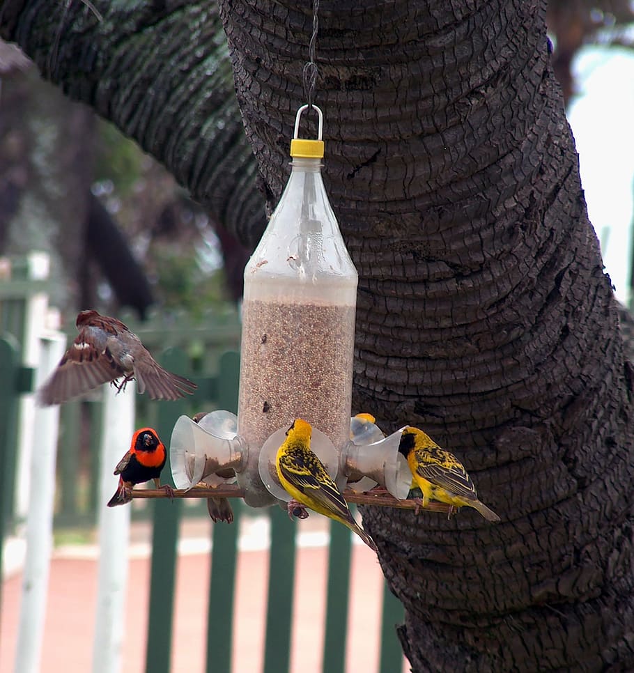 weaver birds, feeder, seed, cola bottle, recycled, red, yellow, tropical, birds, fly