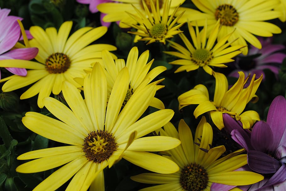 flowers, spanish daisies, yellow flowers, flowering plant, flower, vulnerability, fragility, petal, freshness, yellow