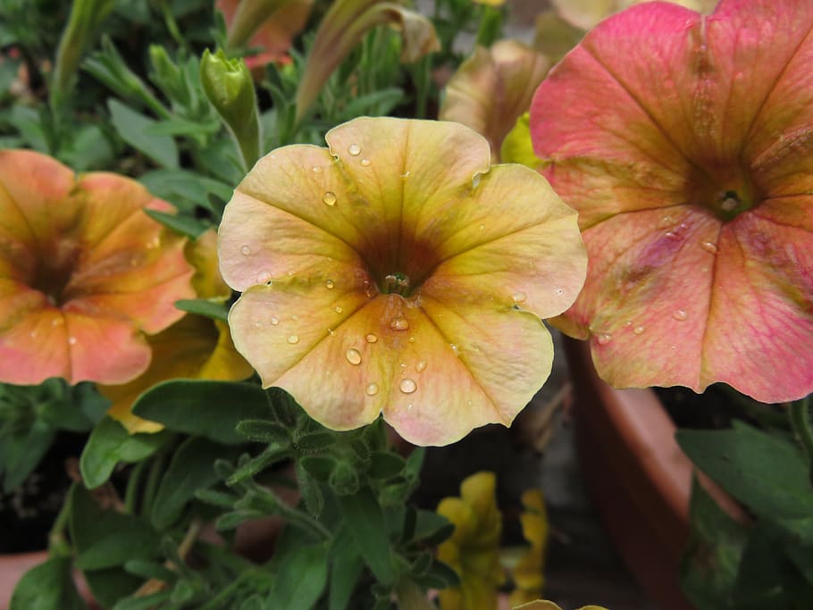 petunia, flower, colorful, orange, pink, water, droplets, plant, growth, vulnerability