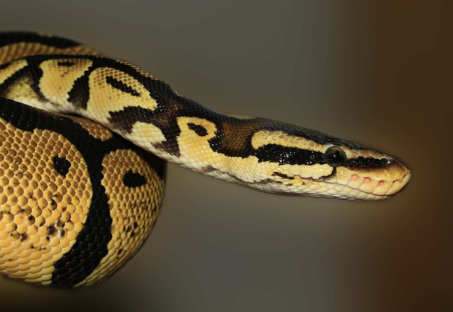 shallow, focus photography, brown, python, snake, ball python, python regius, beauty, golden, ballpyhton