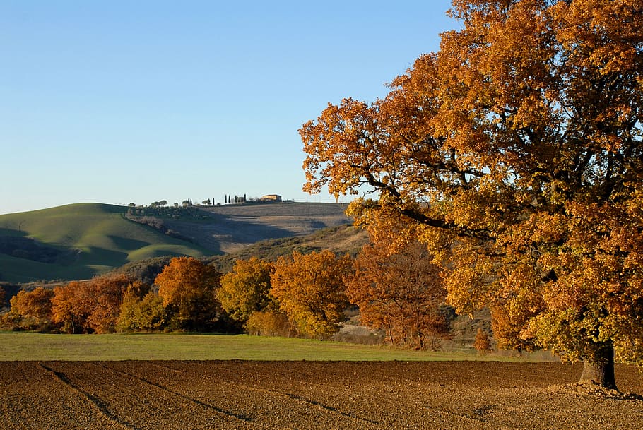 tree, hills, bologna, landscape, hilly, fields, nature, autumn, plant, change