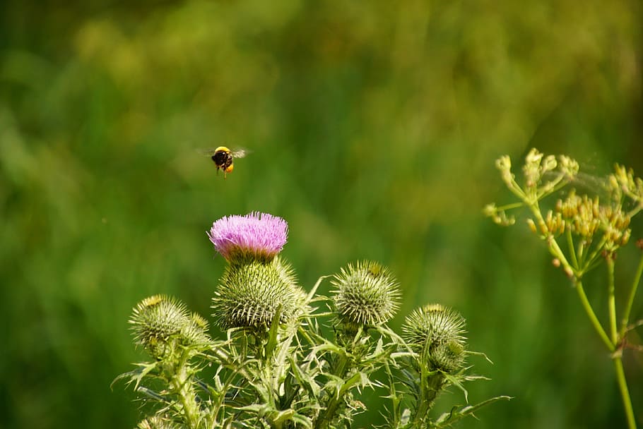 bee, thistle, nature, insect, plant, flowers, violet, close, flora, thistle flower
