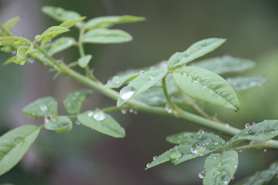 물, 방울, 식물, 비오는 날, 분기, 빗방울, 잎, 식물 부분, 녹색, 하락