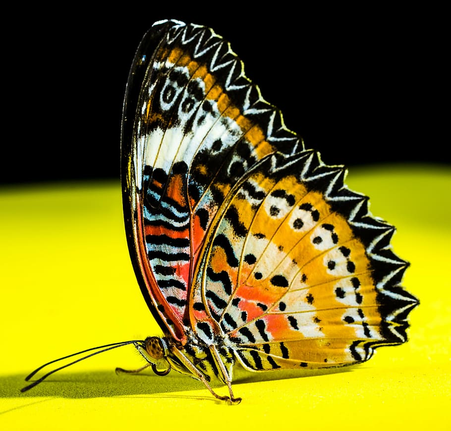 fotografía macro, mariposa malaya lacewing, mariposa, insecto, temas de animales, animal, invertebrado, un animal, fauna animal, animales salvajes
