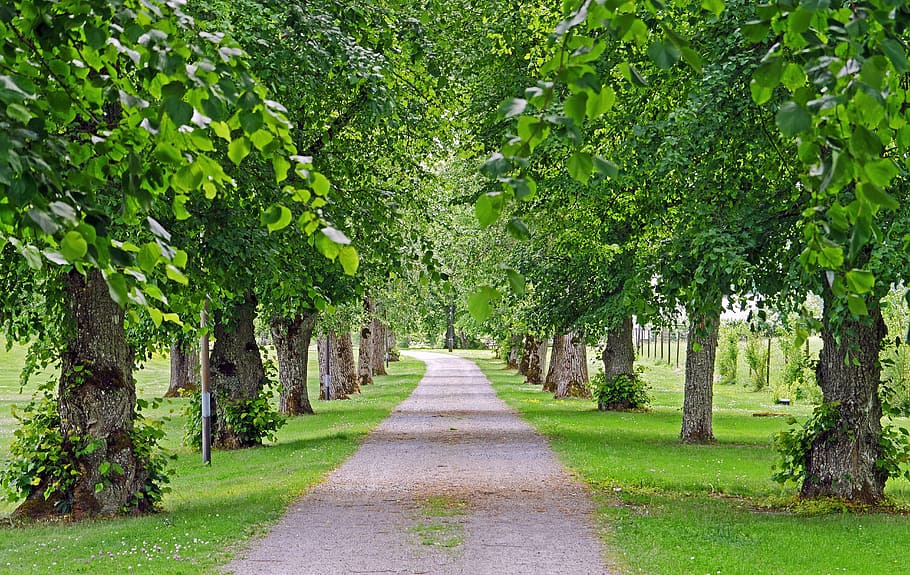 green, leaf trees, pathway, daytime, Old, Access Road, Gripsholm, old linden alley, equipment, nature park