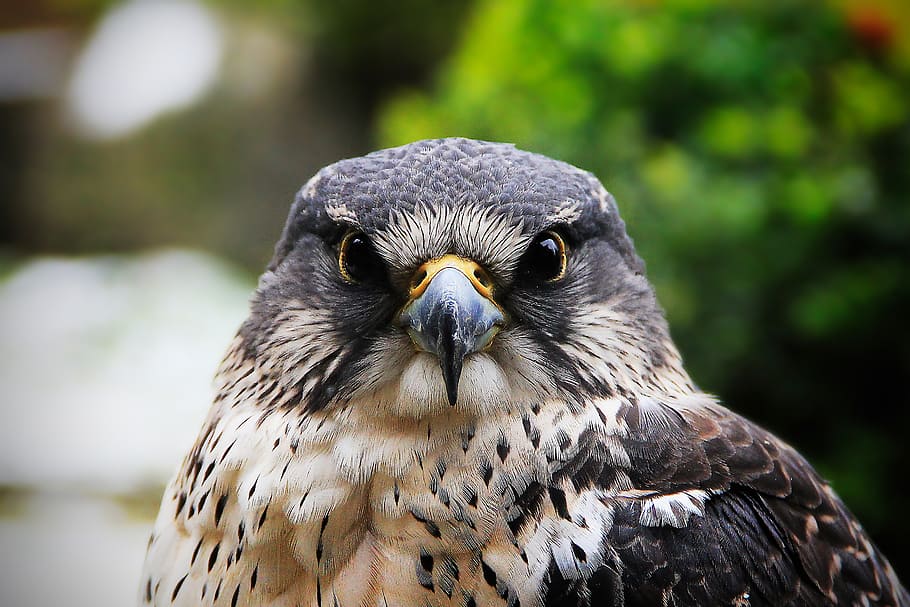 closeup, white, black, eagle, hawk, falcon, bird, feather, hunter, creature