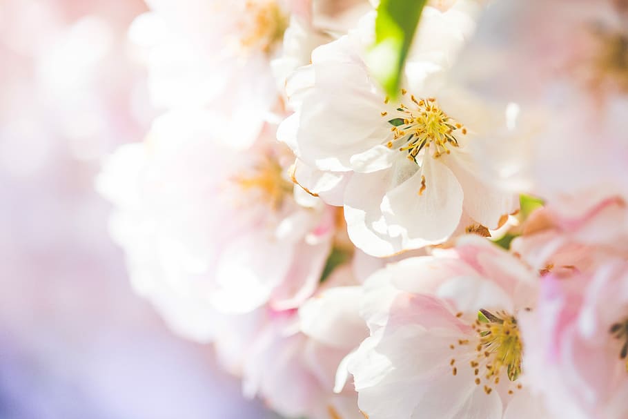 春の花＃2, 素晴らしい, 春, 花, 美しさ, カラフル, 夢のような, 5月, 自然, ピンク