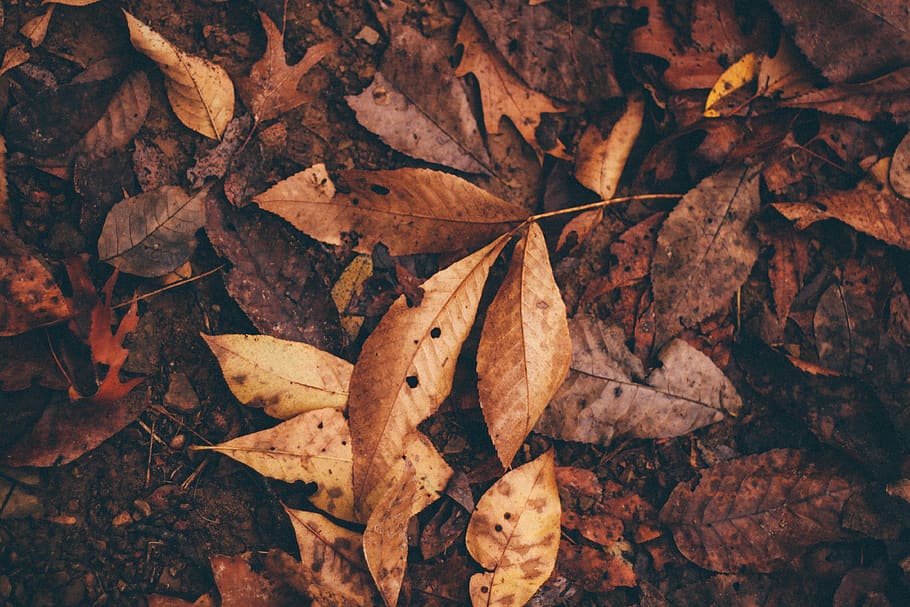 leaves, plant, garden, green, autumn, fall, old, leaf, plant part, change