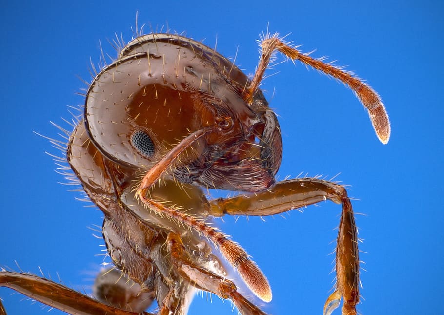 worm eye photograph, fire ant, worker, macro, insect, bug, wildlife, nature, portrait, head