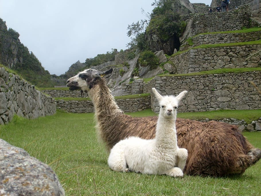 dos, sentado, llamas, ruinas, Machu Picchu, Perú, animales, fotos, dominio público, paredes