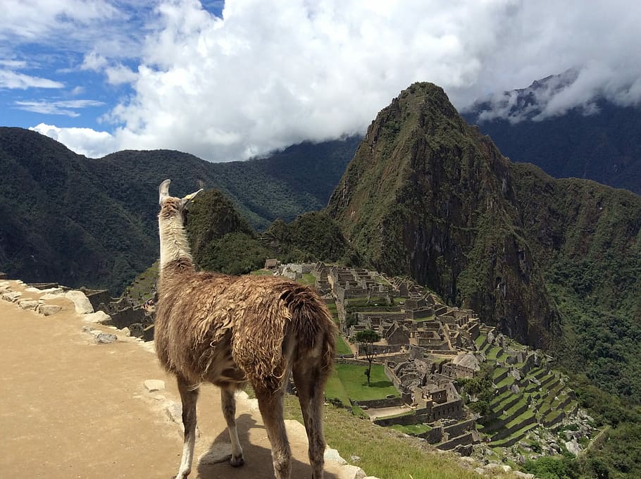 Macchu Pichu, Flame, Peru, mountain, llama, mountain range, animal themes, one animal, day, animal