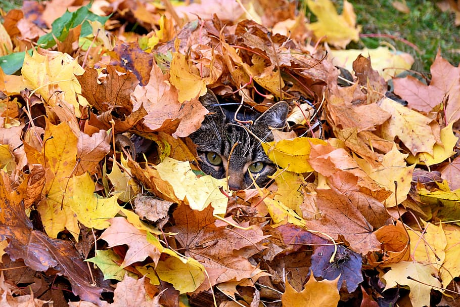 campo, gato, folhas, outono, folha, pilhas, bordo, pilhas de folhas, folhas de bordo, ocultar