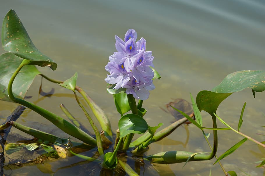 water hyacinth, flora, flower, flowers, growth, plant, beauty in nature, flowering plant, leaf, fragility