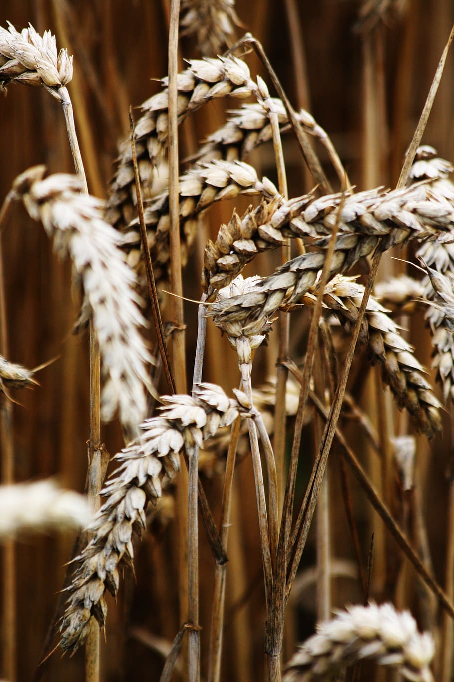 cereals, harvest, wheat, nature, grain, wheat field, golden yellow, ear, crop, plant